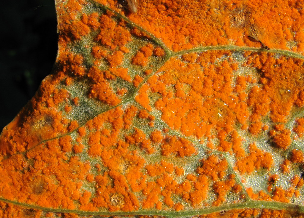 Изображение особи Tussilago farfara.