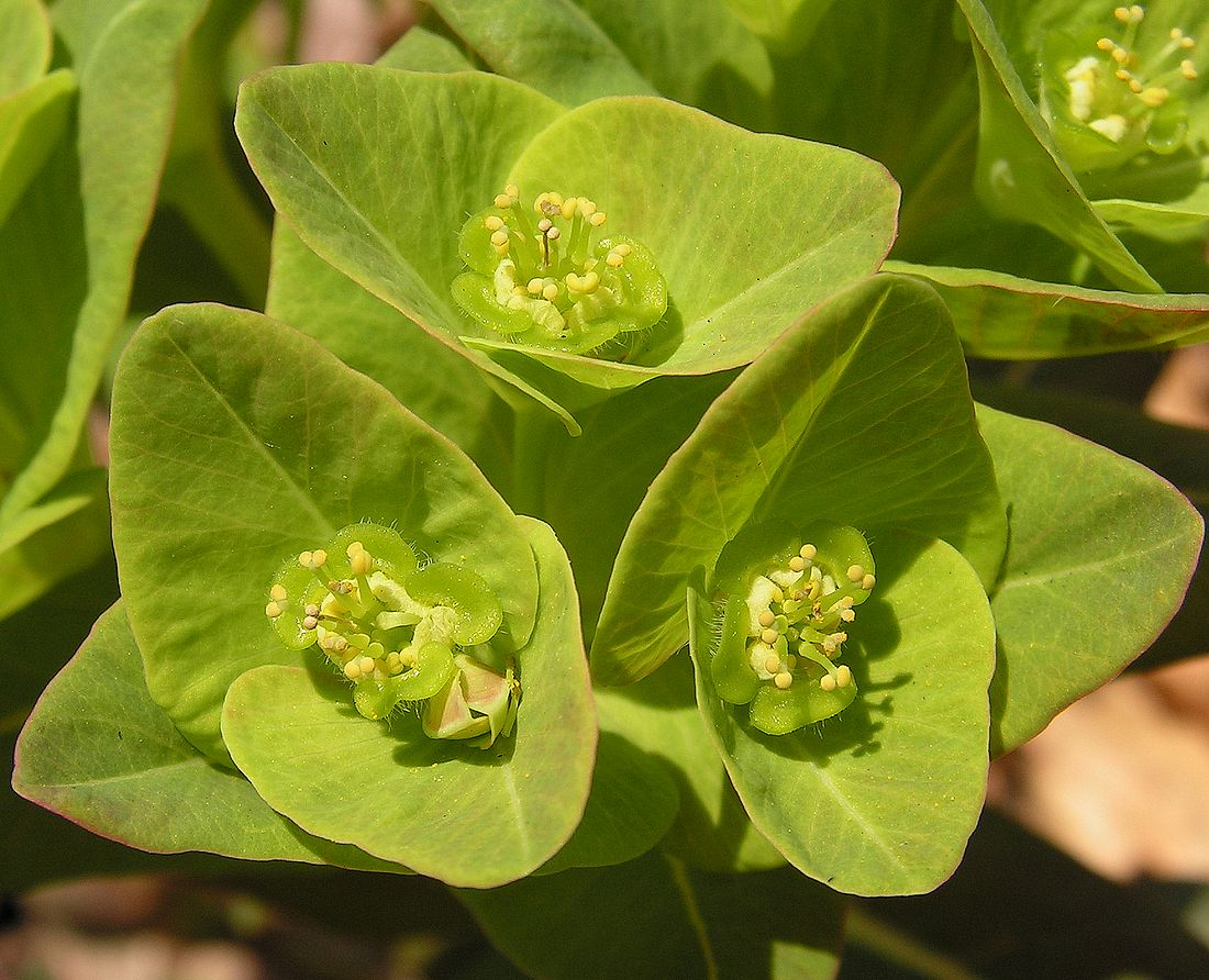 Изображение особи Euphorbia komaroviana.