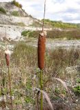 genus Typha. Верхушки плодоносящих растений. Краснодарский край, Крымский р-н, окр. станицы Нижнебаканская, дно выработанного мелового карьера. 22.09.2013.