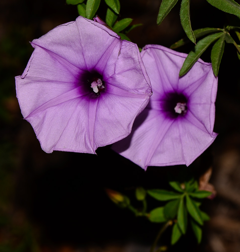 Image of Ipomoea cairica specimen.