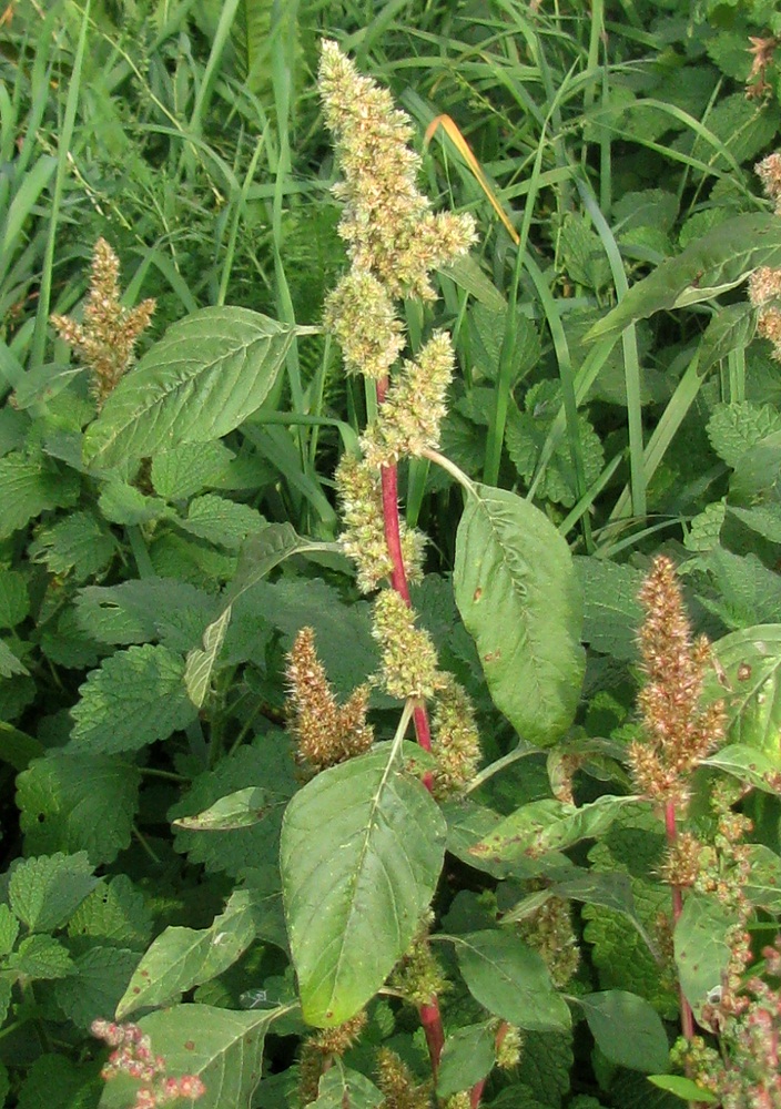 Изображение особи Amaranthus retroflexus.
