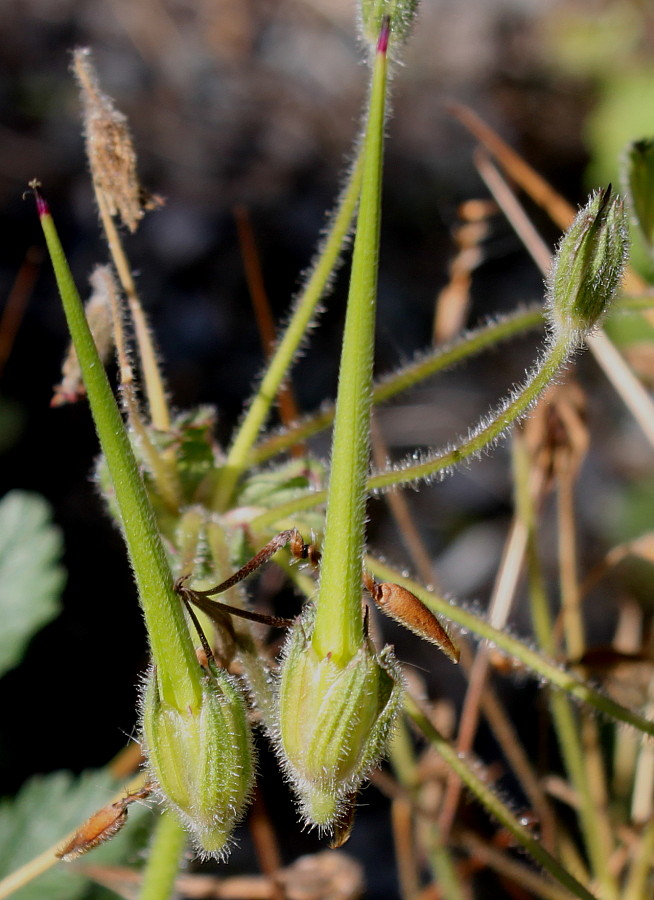 Изображение особи род Erodium.