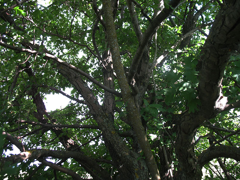 Изображение особи Crataegus rhipidophylla.
