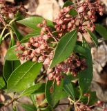 Pieris formosa. Соцветие с бутонами. Германия, г. Дюссельдорф, Ботанический сад университета. 02.03.2014.