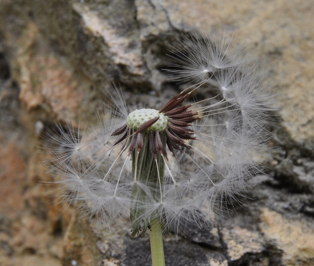 Image of genus Taraxacum specimen.