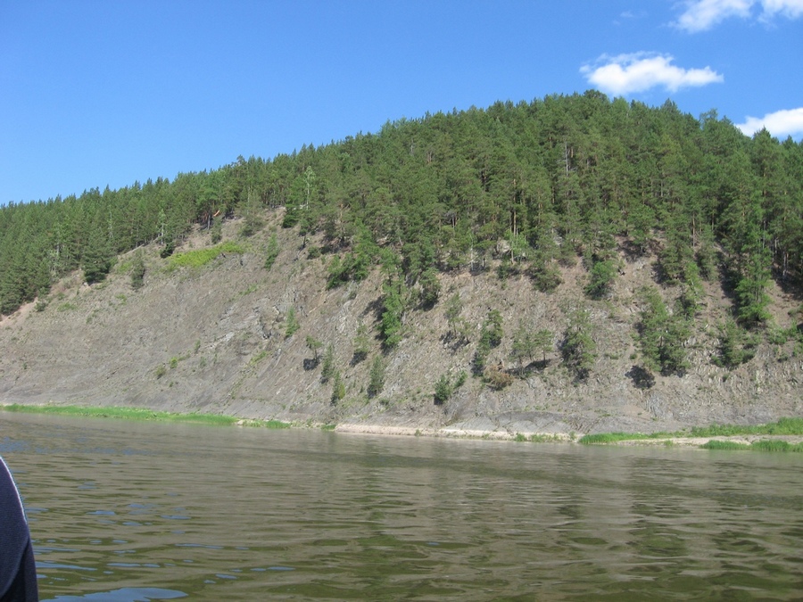 Image of Pinus sylvestris specimen.