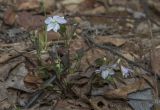 Viola sacchalinensis