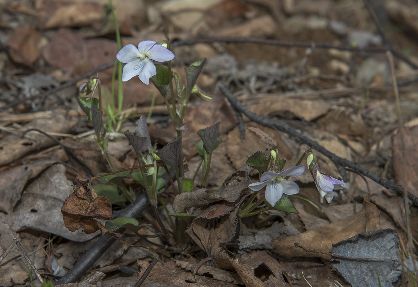 Изображение особи Viola sacchalinensis.