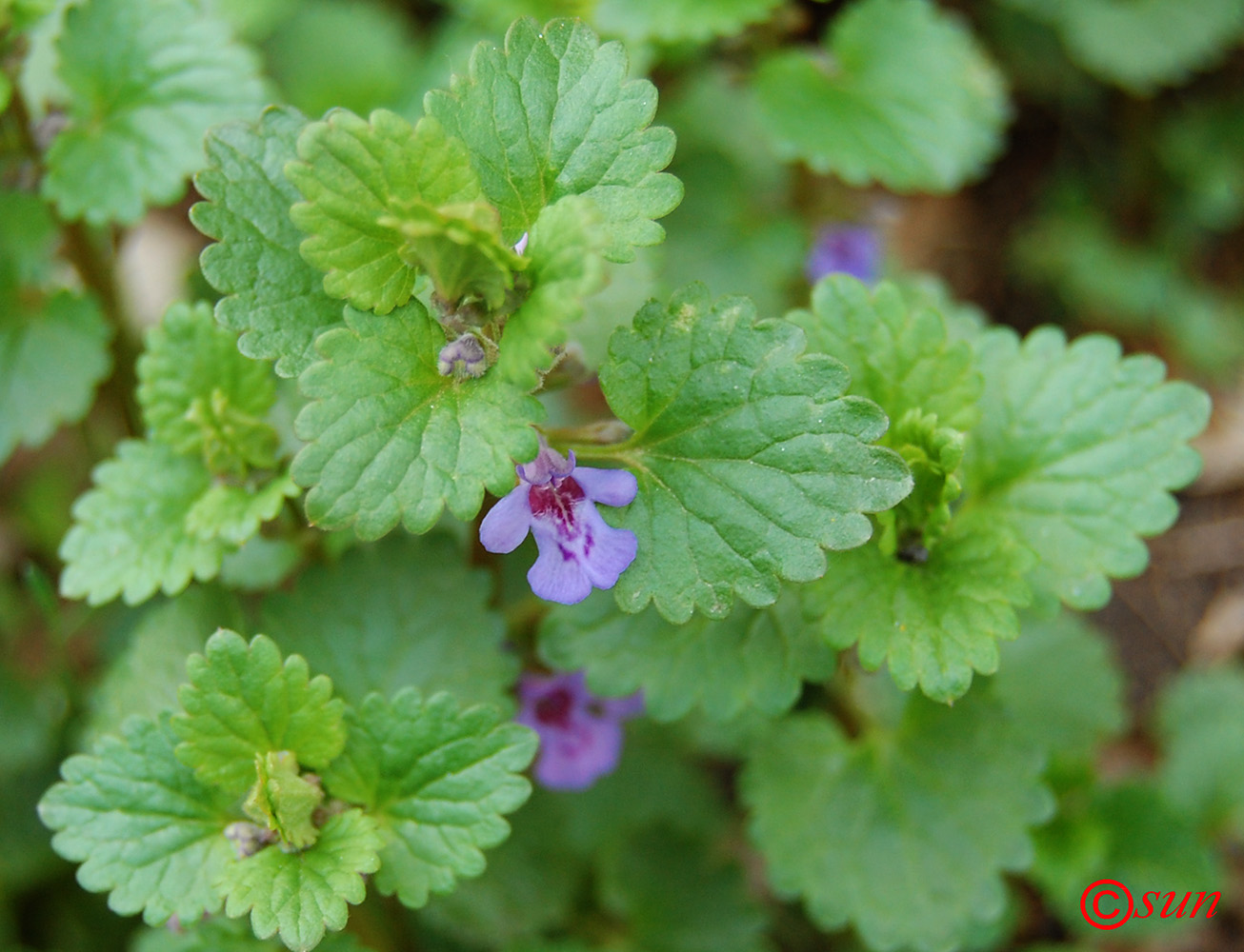 Изображение особи Glechoma hederacea.