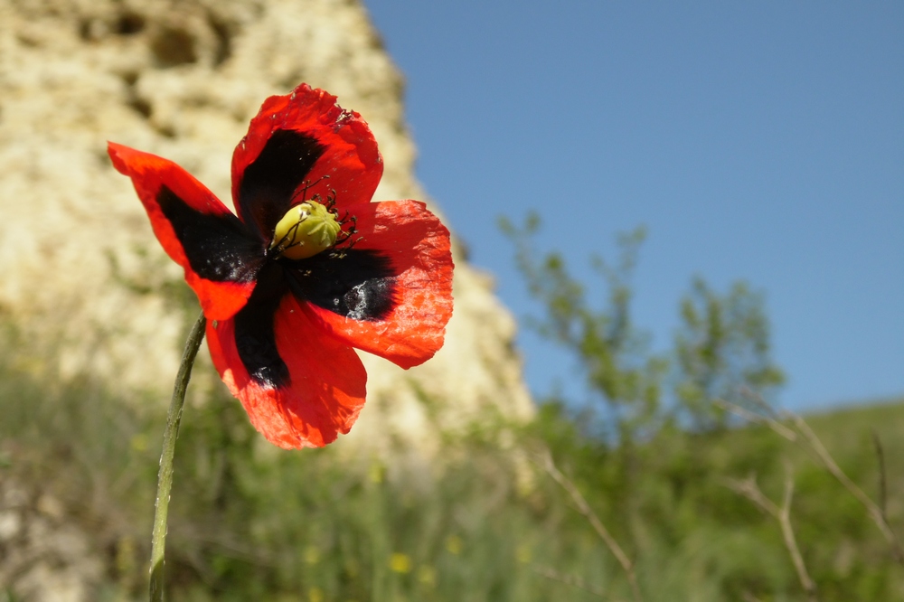 Image of Papaver laevigatum specimen.