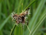 Bolboschoenus maritimus. Соцветия. Украина, г. Запорожье, пос. Солнечный, балка, влажная низина. 14.05.2014.