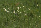 Leucanthemum vulgare. Цветущие растения на сухом пойменном лугу. Ленинградская обл., пойма р. Луга у дер. Кемка. 13.06.2009.