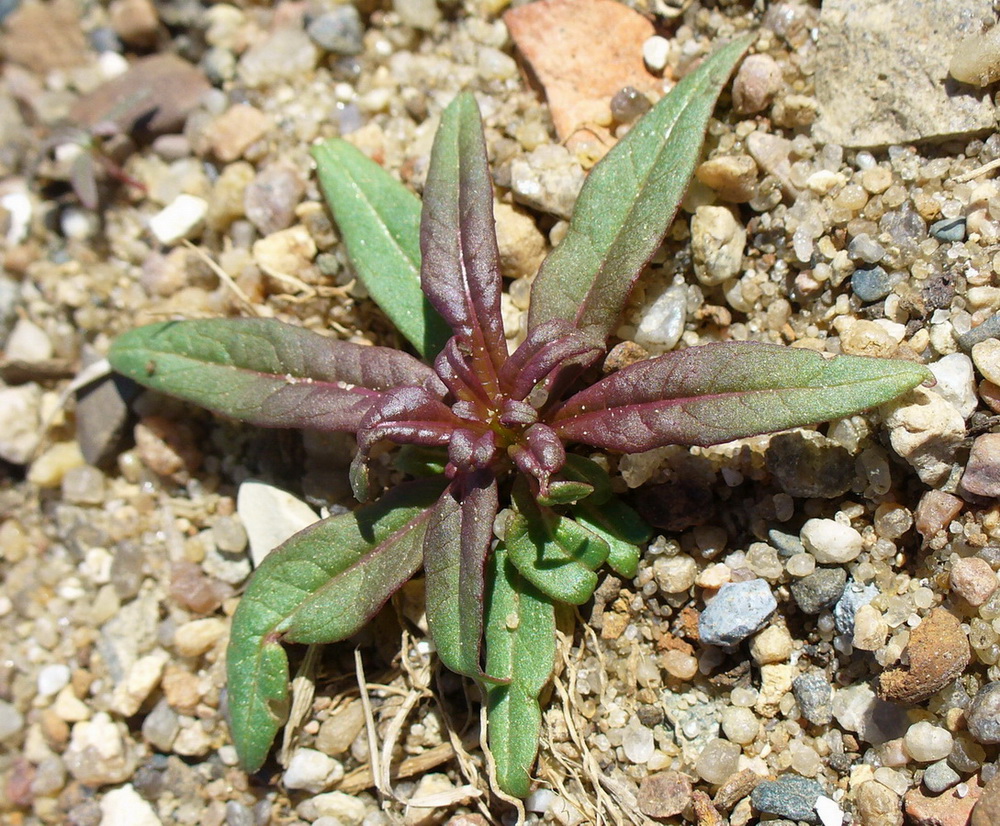 Image of genus Persicaria specimen.