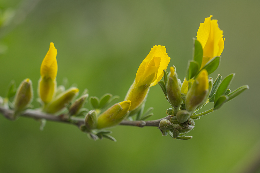 Изображение особи Chamaecytisus ruthenicus.