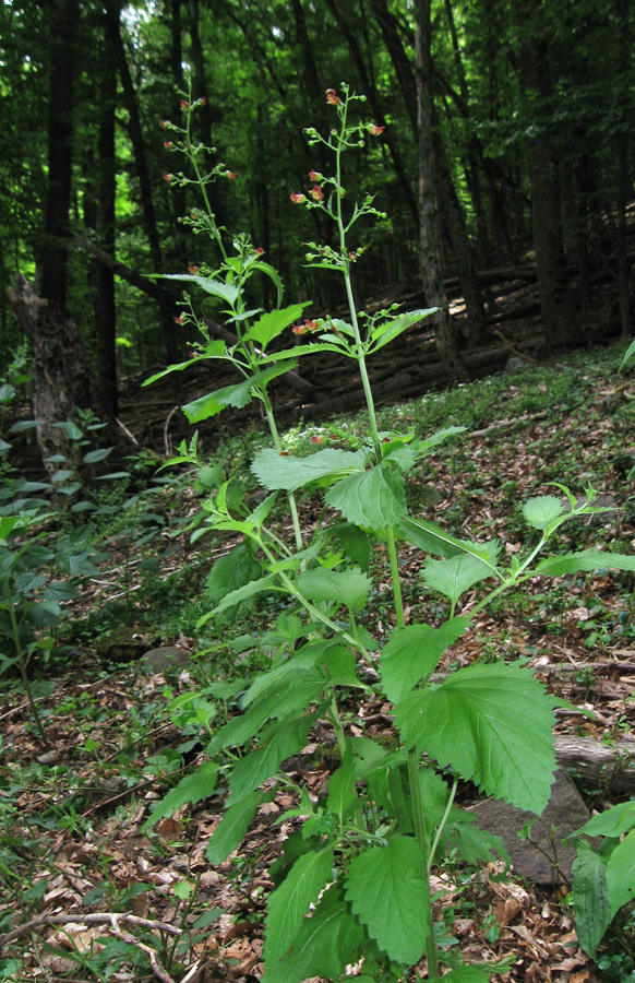 Image of Scrophularia scopolii specimen.