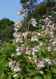 Penstemon digitalis