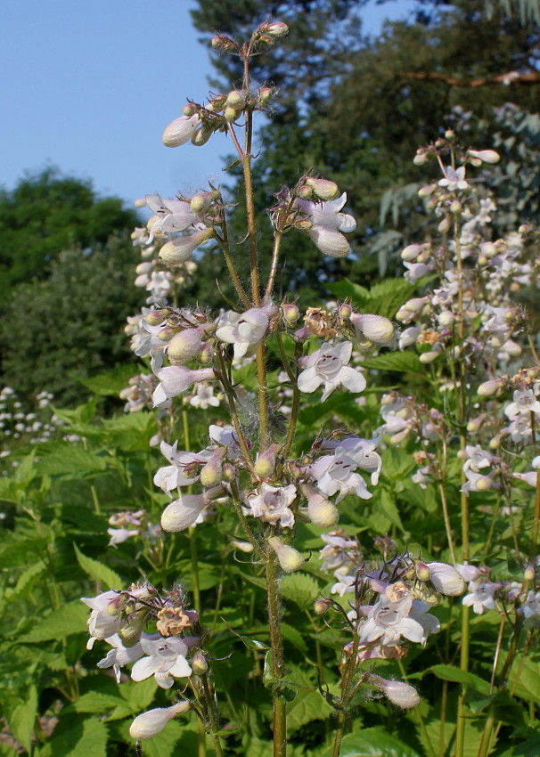 Изображение особи Penstemon digitalis.