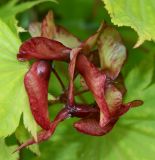 Acer japonicum