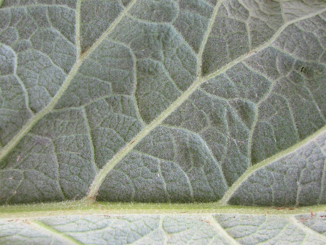 Изображение особи Arctium tomentosum.