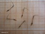 Erodium cicutarium. Плоды-семянки со спиралеобразно закрученными придатками. Новосибирская обл., Новосибирский сельский р-н, пос. Элитный. 03.07.2014.