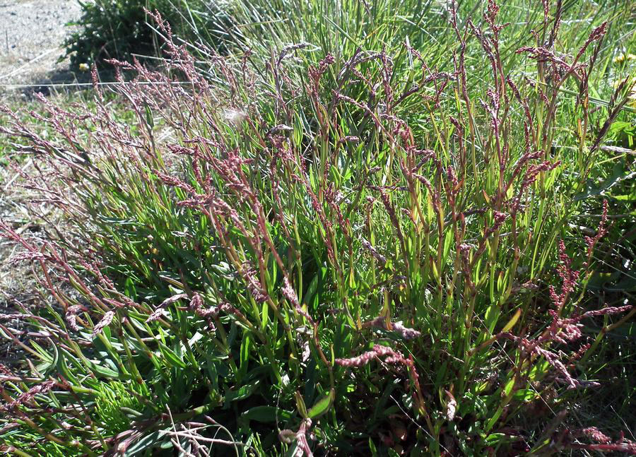 Image of Rumex acetosella specimen.