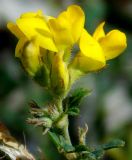 Medicago glandulosa