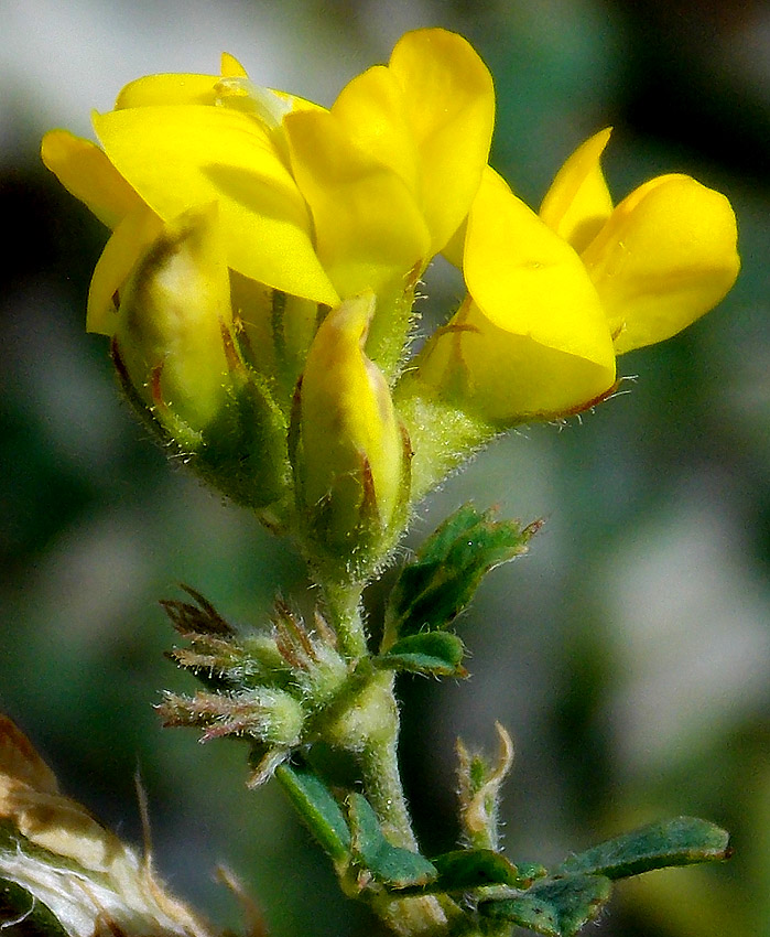 Изображение особи Medicago glandulosa.