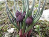 Allium atrosanguineum. Зацветающие растения. Казахстан, Заилийский Алатау в окр. Алматы, р-н Космостанции, ≈ 3300 м н.у.м. 31 мая 2011 г.