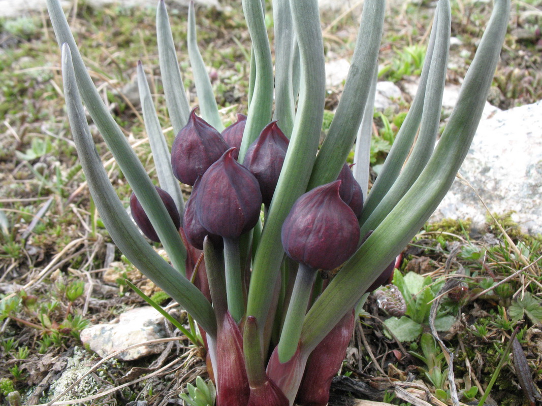 Image of Allium atrosanguineum specimen.
