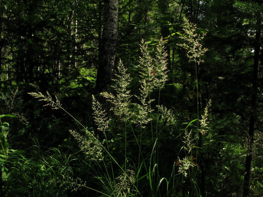 Изображение особи Calamagrostis obtusata.