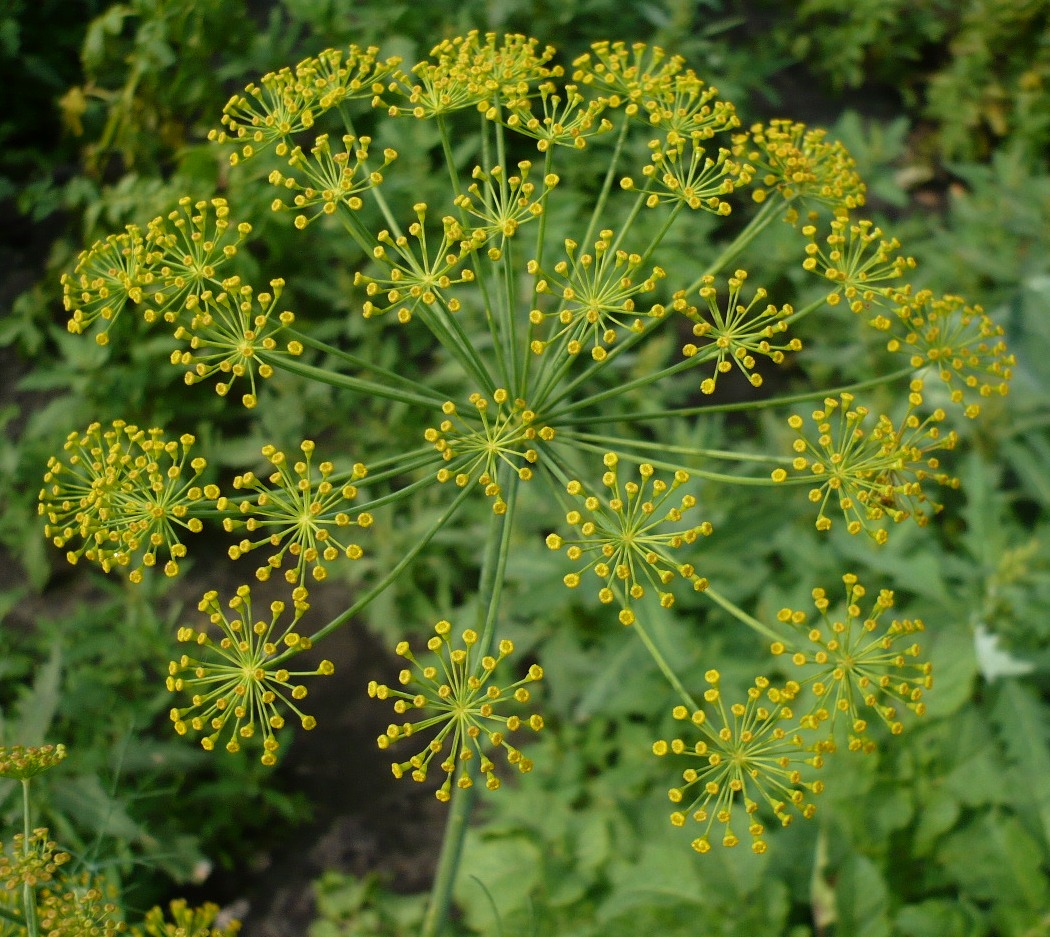 Image of Anethum graveolens specimen.