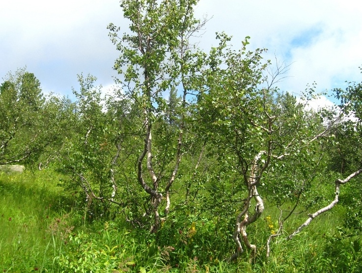 Image of Betula tortuosa specimen.