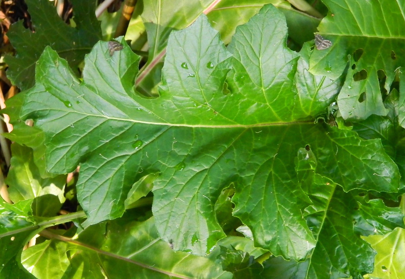 Image of Acanthus mollis specimen.