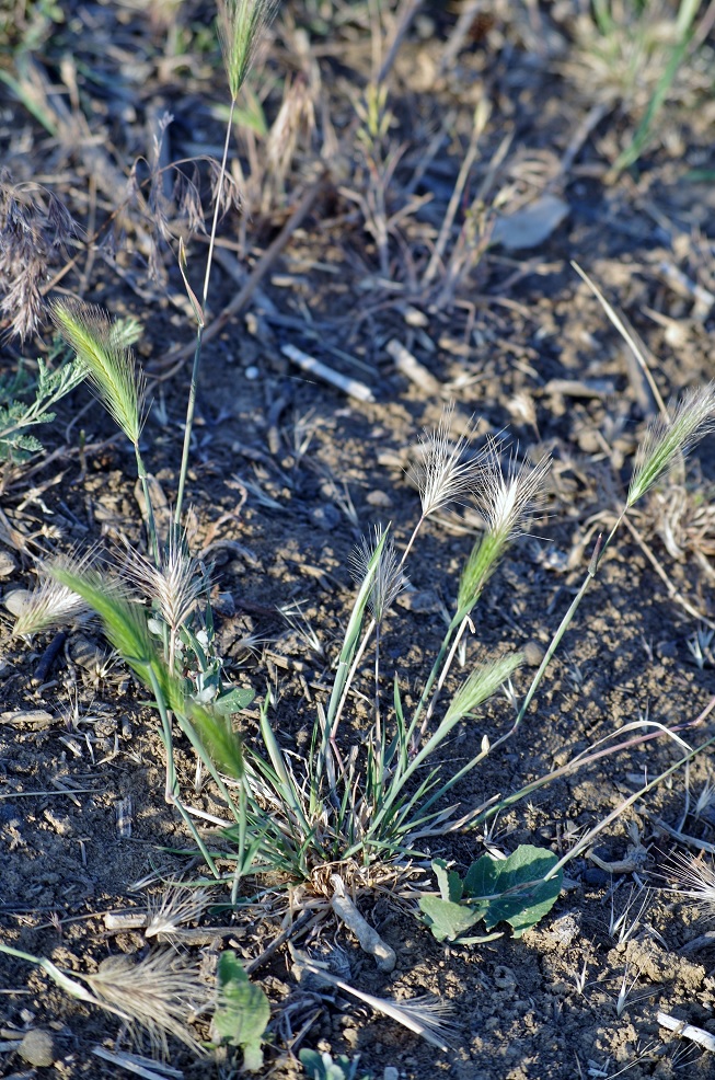 Image of Hordeum leporinum specimen.