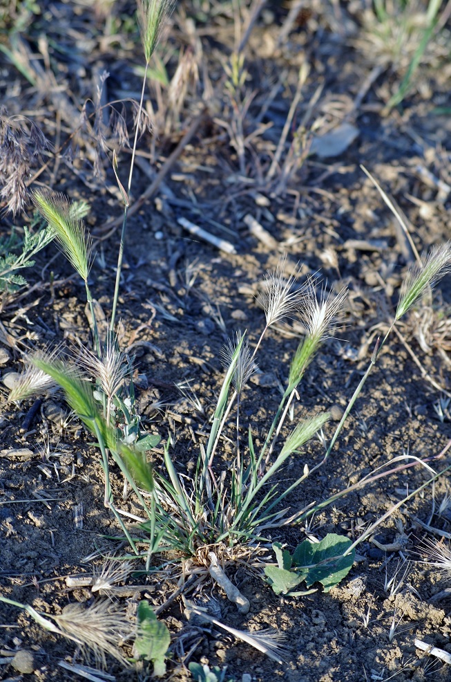 Изображение особи Hordeum leporinum.