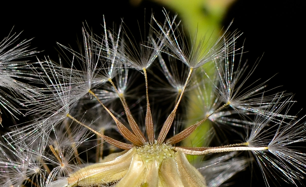 Изображение особи Crepis aspera.