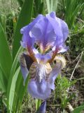 Iris alberti