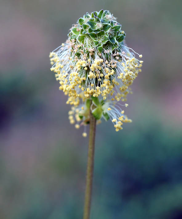 Image of Poterium polygamum specimen.