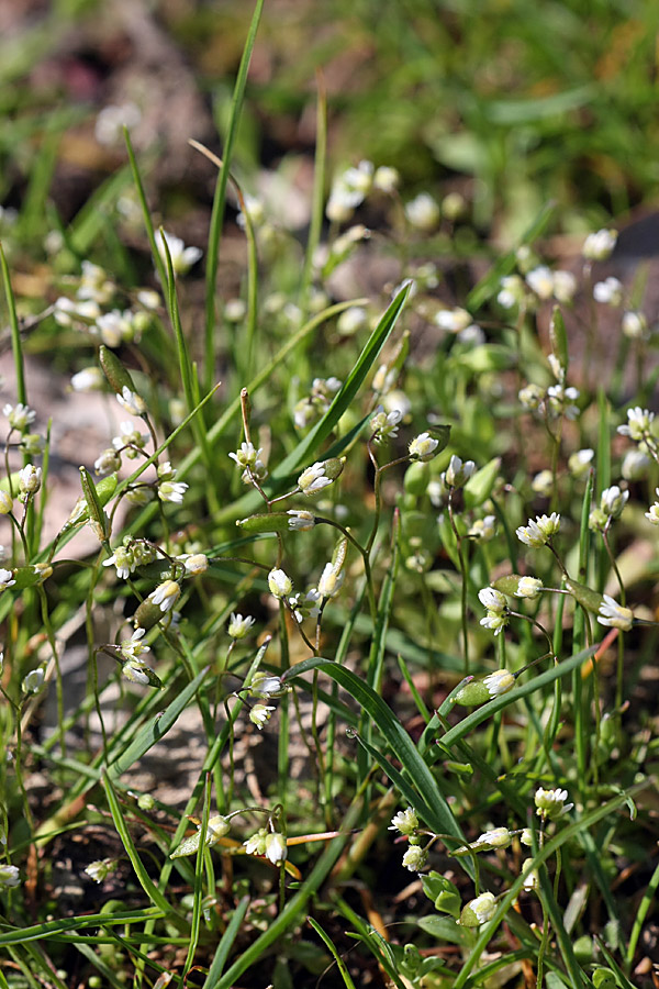 Изображение особи Erophila verna.