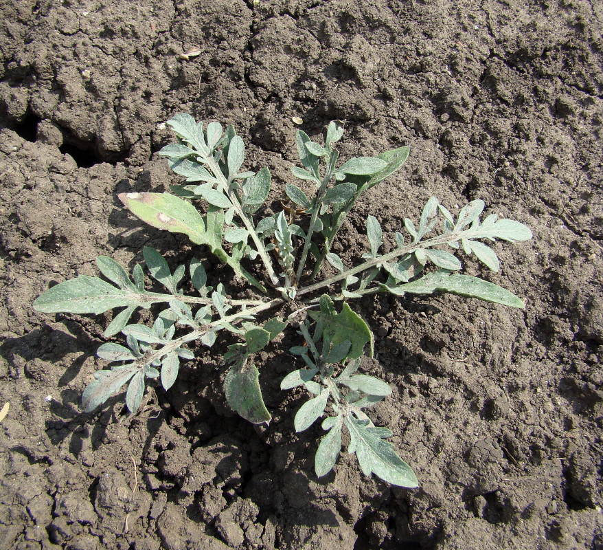 Image of Centaurea diffusa specimen.