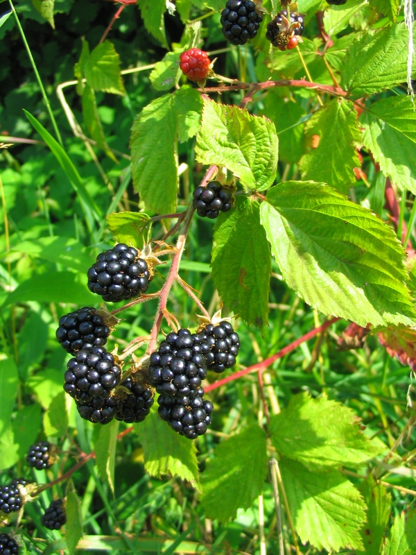 Изображение особи род Rubus.