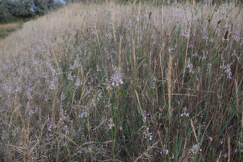 Image of Allium paniculatum specimen.