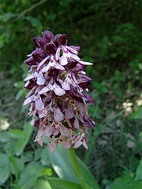 Image of Orchis purpurea ssp. caucasica specimen.