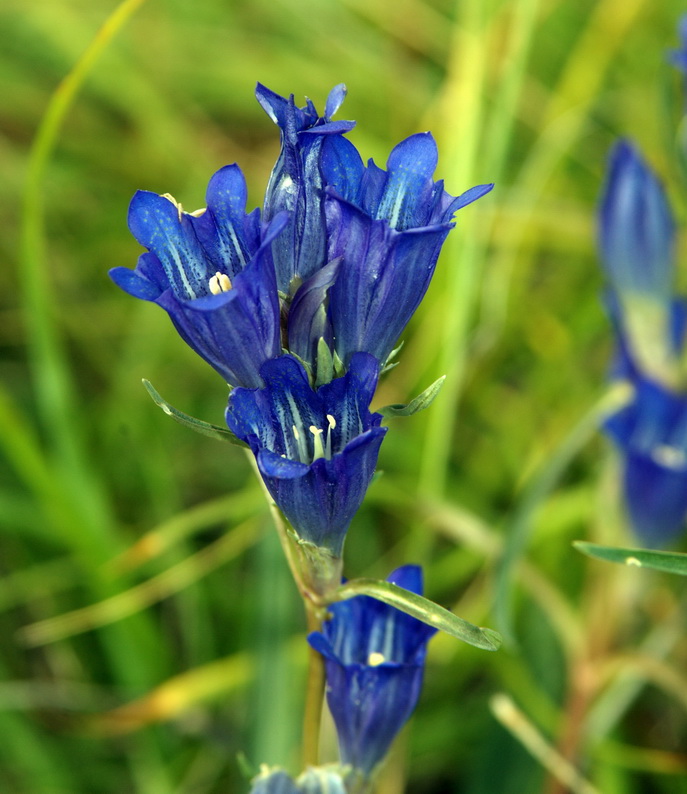 Изображение особи Gentiana decumbens.