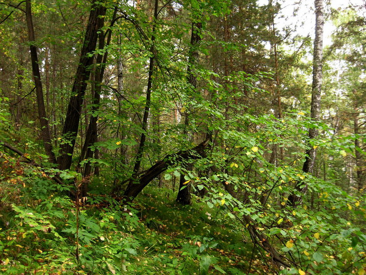 Image of Tilia nasczokinii specimen.