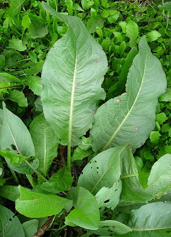 Изображение особи Rumex patientia.