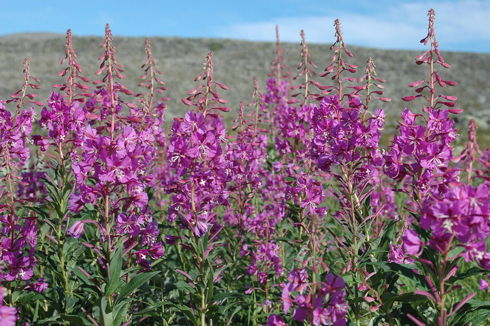 Image of Chamaenerion angustifolium specimen.