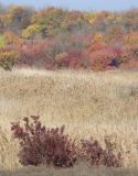 Cotinus coggygria