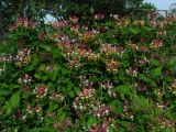 Lonicera periclymenum