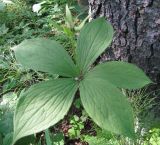 Paris quadrifolia. Плодоносящее растение с аномальным числом листьев. Свердловская обл., Ивдельский ГО, р. Большая Тошемка. 23.07.2009.